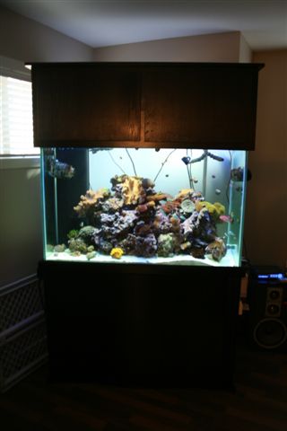 New_Fish_Tank_12-June-07_015