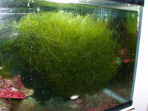 Nitrate reduction experiment