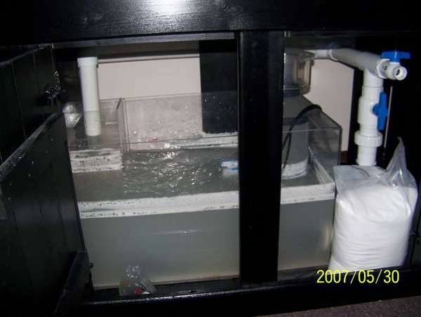 my sump tank and protien skimer
