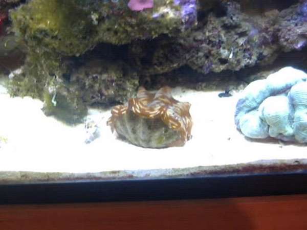 My First Tank