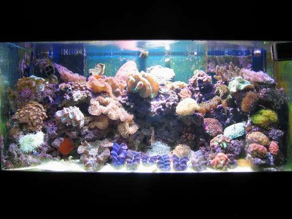 reef tank sep 2005