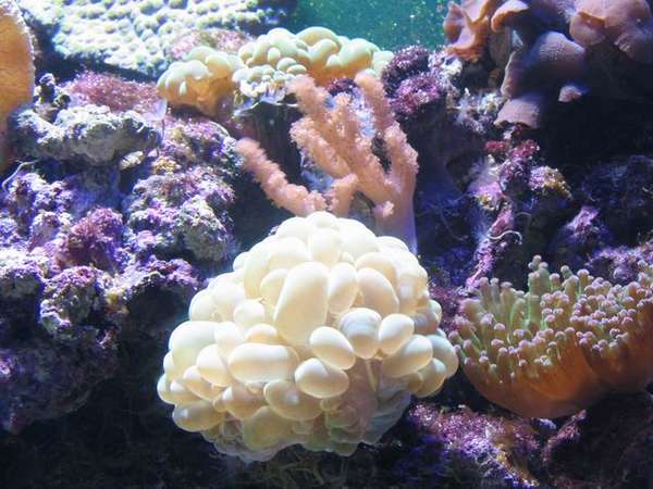 fish_picture_2005_sep_008