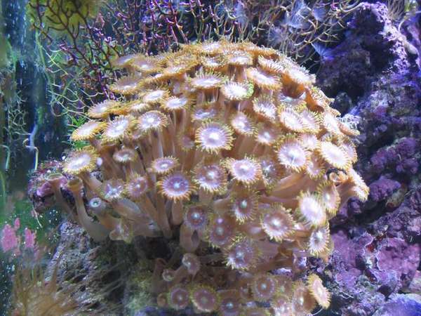 fish_picture_2005_sep_013