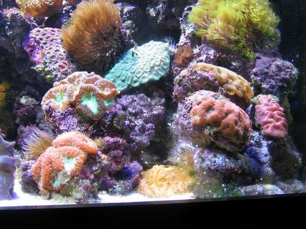 fish_picture_2005_sep_021