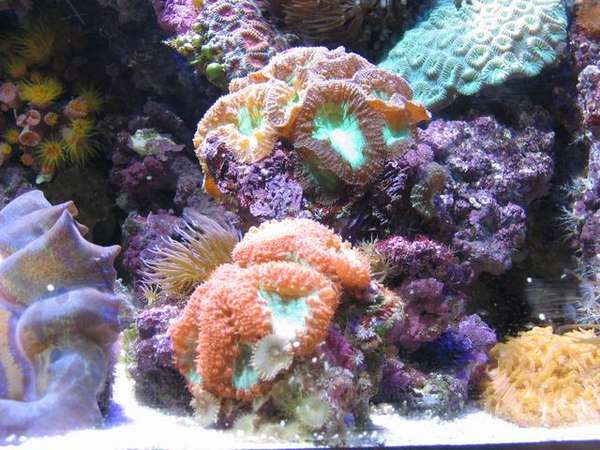 fish_picture_2005_sep_021