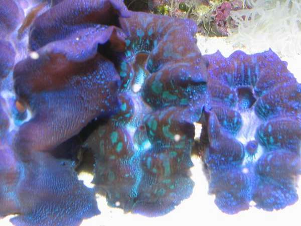fish_picture_2005_sep_036
