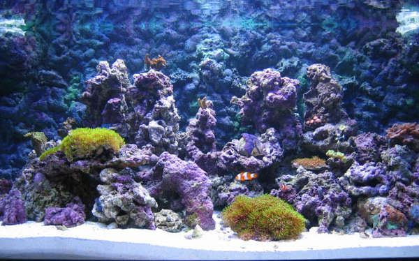 newtank