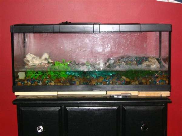 newt tank