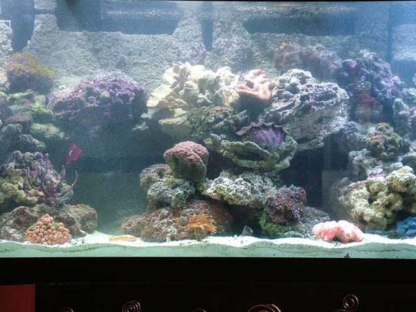 new tank