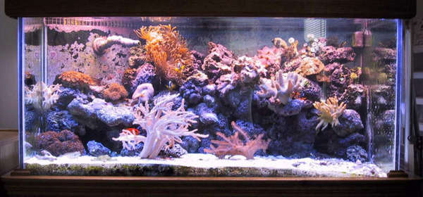 My_Reef_Tank_