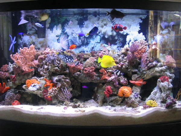 Home aquariums