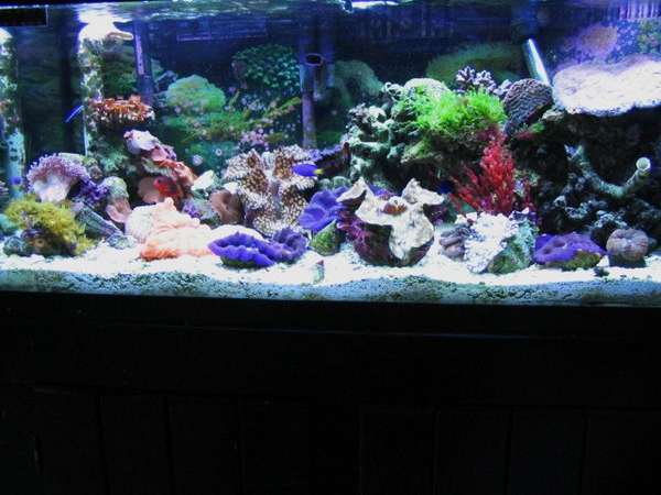 Home aquariums