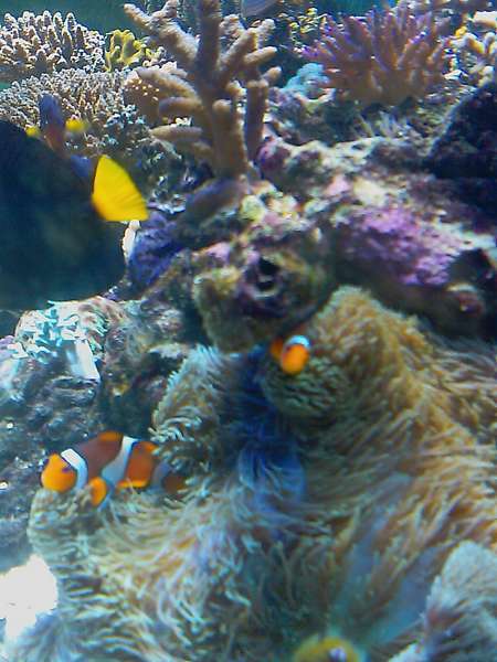 Clown_Fish