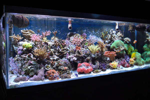 Exentity's Reef