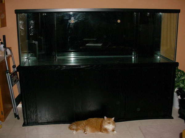 New tank and Magie(the cat )