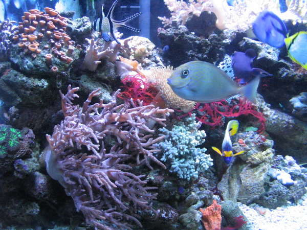 Home aquariums