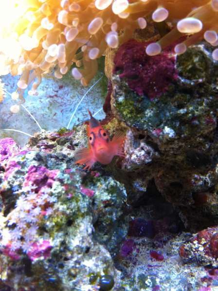 Photos of 20gal reef, pre-upsize