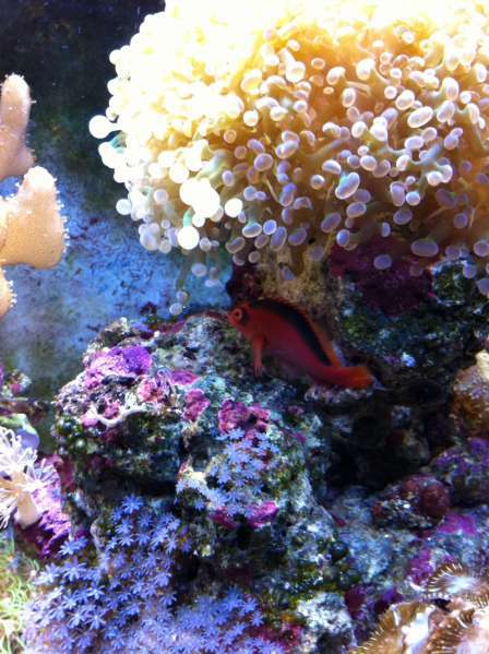 Photos of 20gal reef, pre-upsize