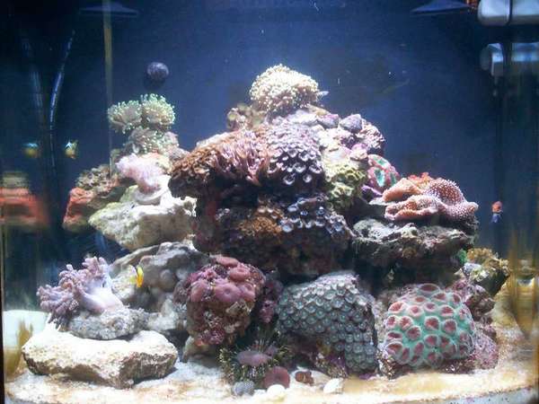 Our_Saltwater_Tank_015