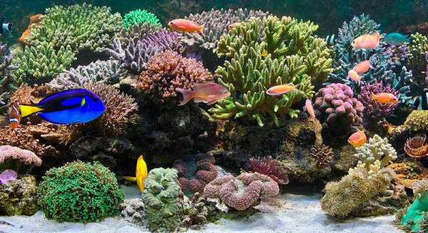 IL MIO ACQUARIO