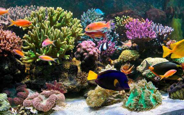 IL MIO ACQUARIO
