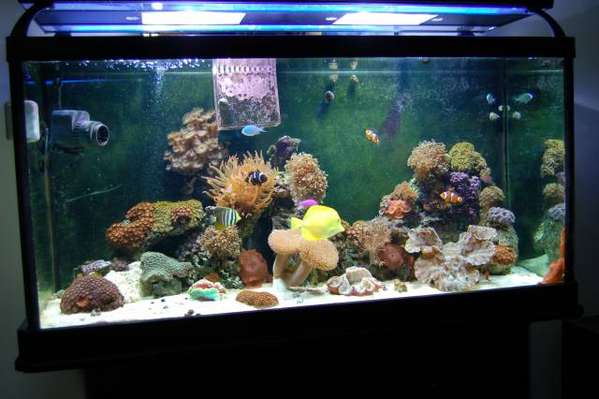 Tank_pic