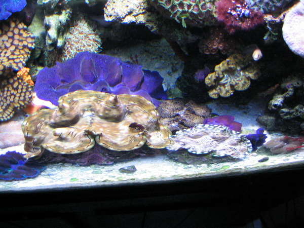 Home aquariums
