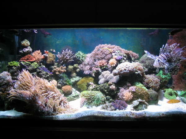 120 gal Mixed Predatory Reef