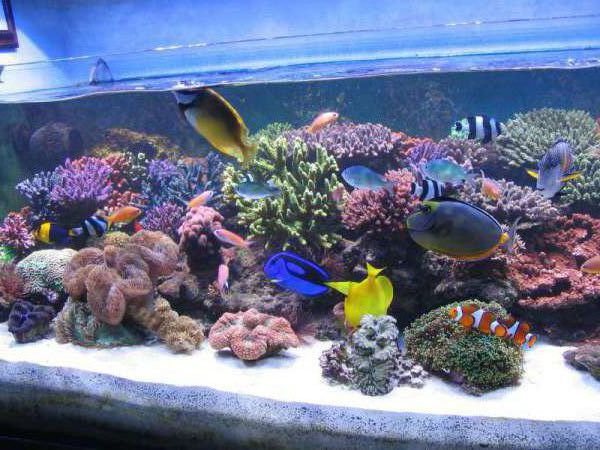 IL MIO ACQUARIO