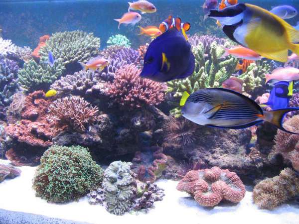 IL MIO ACQUARIO