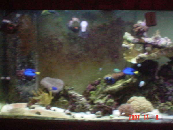 new tank shots