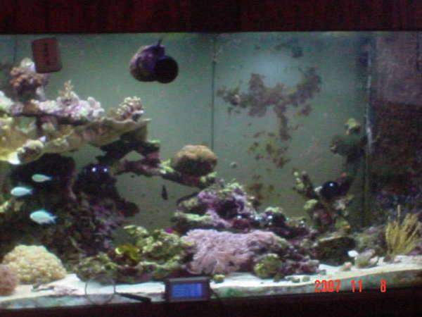 new tank shots