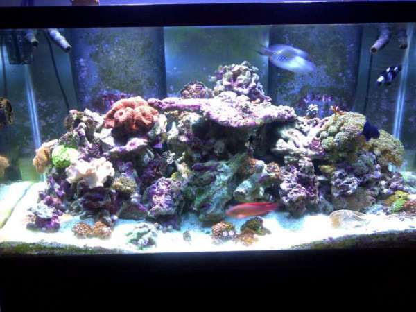 reef_tank1