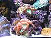 1067fish_picture_2005_sep_024.jpg