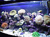 1336Jan24Reef1.jpg