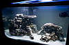 New_Reef_Tank_Christmas_2008_048.jpg