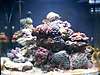 Our_Saltwater_Tank_015.JPG