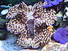clam_nano_025.JPG