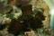 emerald crab's Avatar