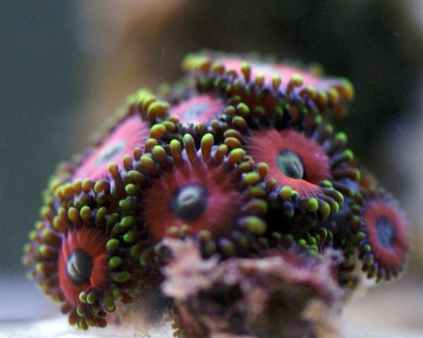 Deep Water Zoas (Large)