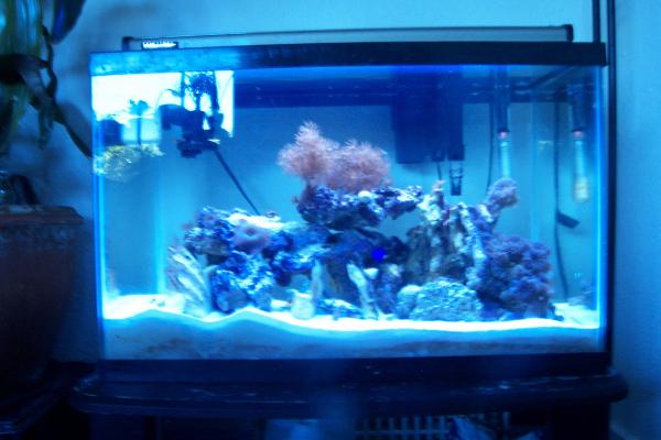 some pulsing xenia, mushrooms, rics, zoas and colt coral frags