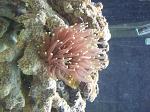 my torch coral