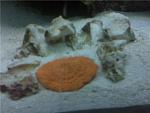 orange plate coral