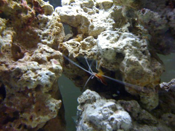 cleaner shrimp