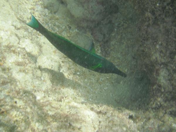 Hawai'ian bird wrasse.
