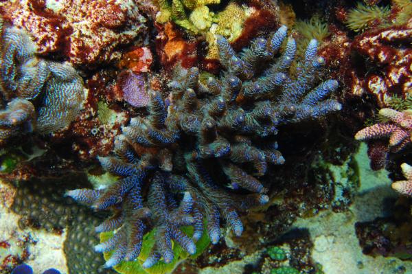 Blue Millepora