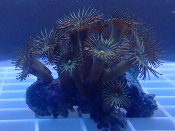 yellow polyp's