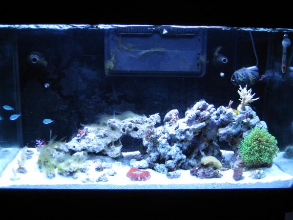 Moved in stuff from 14 gal Biocube plus a new acro