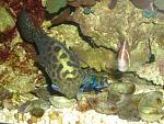 GSP...Such a gentle giant. I have not had any problem with it with any fish(No nipping or aggression).   
 
Green Spotted Puffer, Mandarin Dragonet,...
