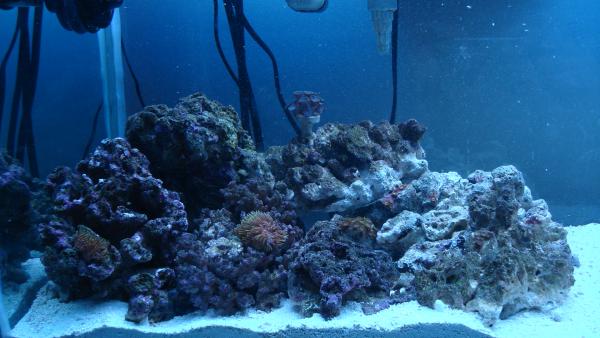 Front shot of mature rock for Zoa Island.